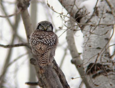 Northern Hawk Owl