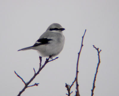 Northern Shrike