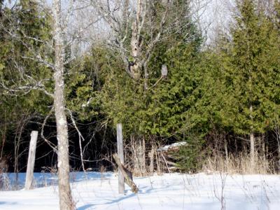 Great Gray Owl