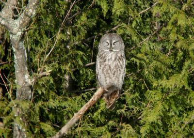 Great Gray Owl