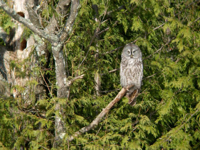Great Gray Owl