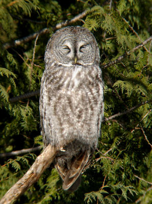 Great Gray Owl