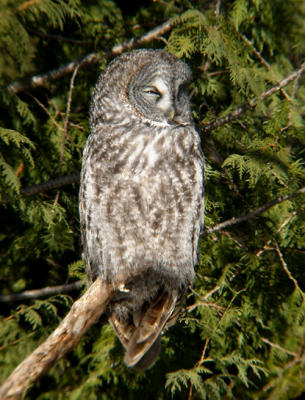 Great Gray Owl