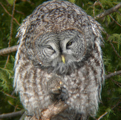 Great Gray Owl