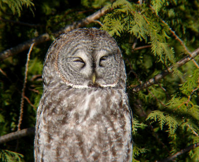 Great Gray Owl