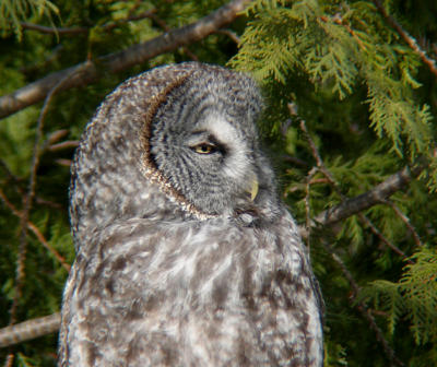 Great Gray Owl