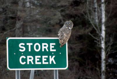 Great Gray Owl 10