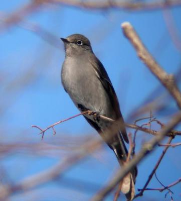 Townsend's Solitaire