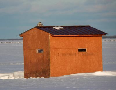 Snowy Owl 24