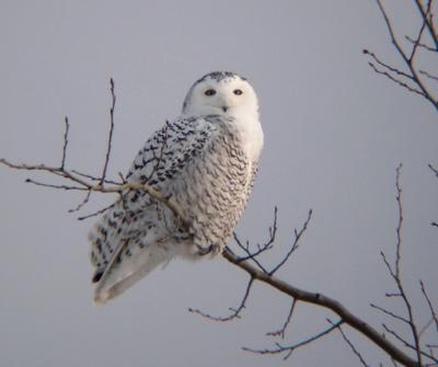 Snowy Owl 26