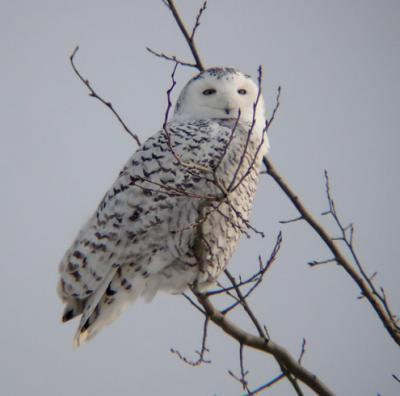 Snowy Owl 26