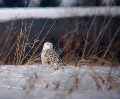 Snowy Owl 25