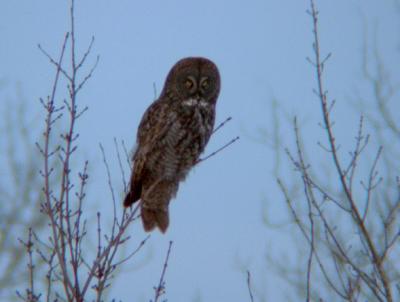 Great Gray Owl