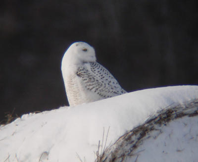 Snowy Owl 20