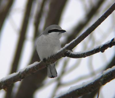 Northern Shrike