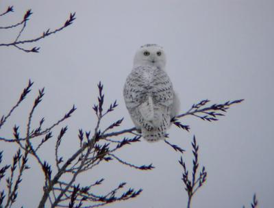 Snowy Owl 20 (prob. immature male)