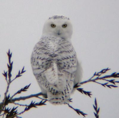 Snowy Owl 20