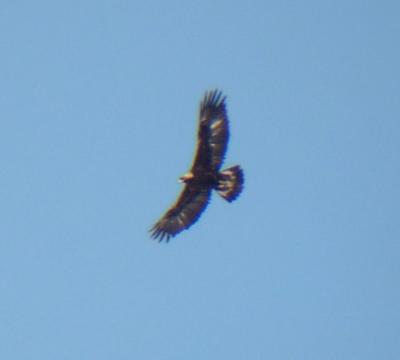 Golden Eagle (subadult)