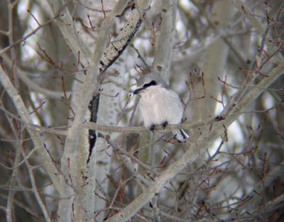 Northern Shrike
