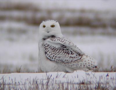 Snowy Owl 20
