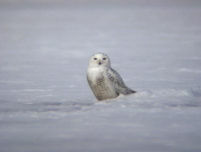 Snowy Owl 27