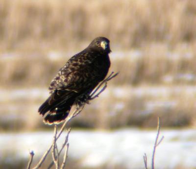 Rough-legged Hawk