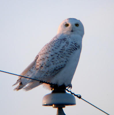 Snowy Owl 20