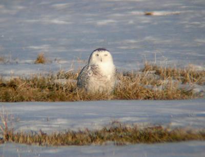 Snowy Owl 28