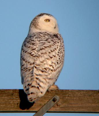 Snowy Owl 28