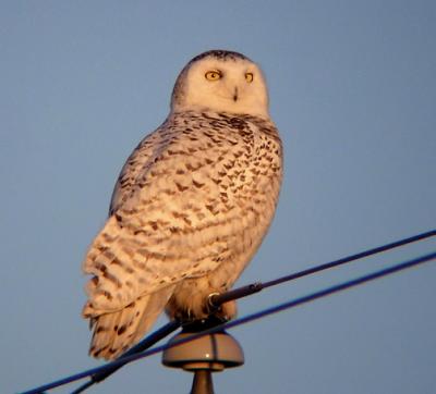 Snowy Owl 28