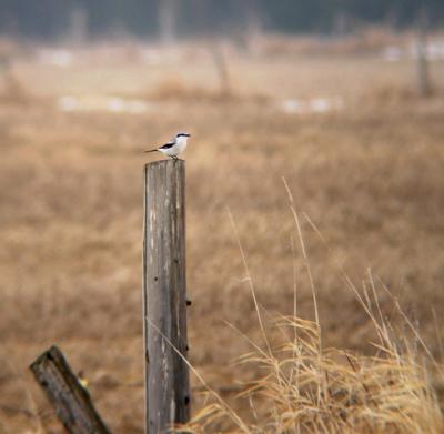 Northern Shrike