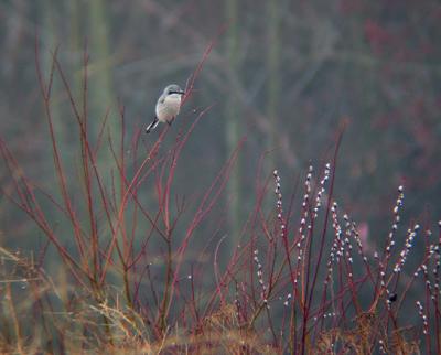 Northern Shrike