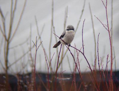 Northern Shrike
