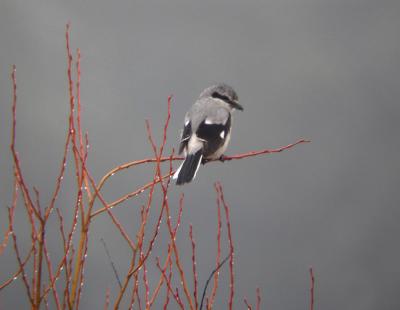 Northern Shrike