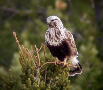 Rough-legged Hawk