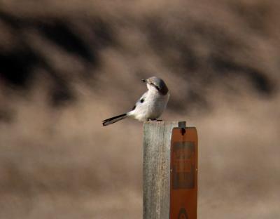 Northern Shrike