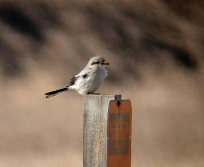 Northern Shrike