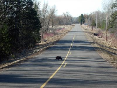 Porcupine