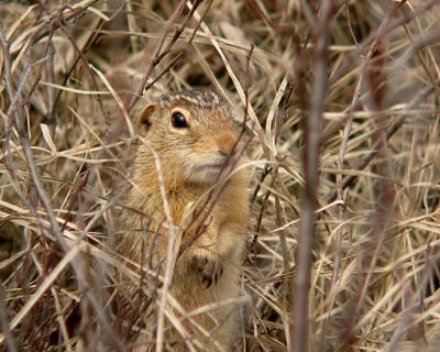 Thirteen-lined Ground Squirrel 4