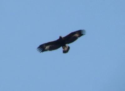 Golden Eagle (juvenile)