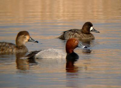 Redheads and Lesser Scaup