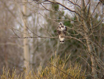 Rough-legged Hawk