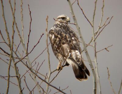 Rough-legged Hawk