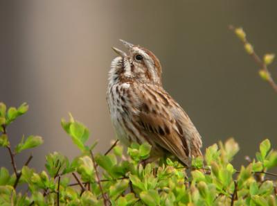 Song Sparrow