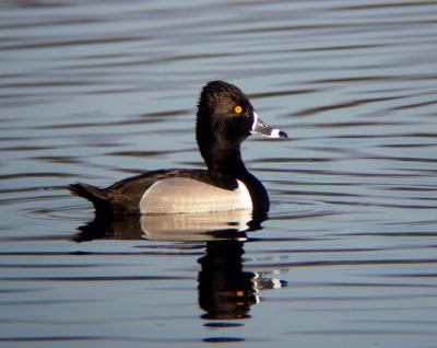 Ring-necked Duck