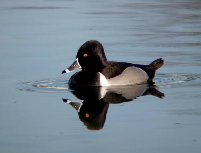 Ring-necked Duck