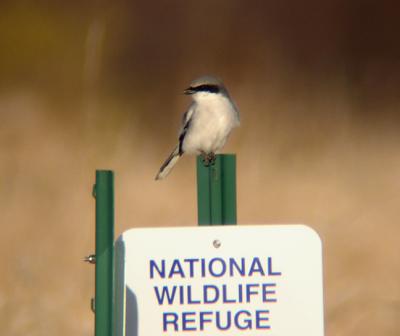 Loggerhead Shrike