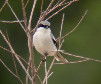 Loggerhead Shrike