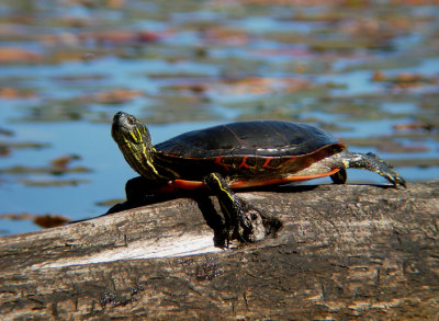 Painted Turtle