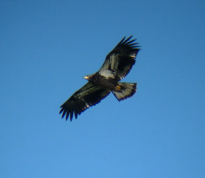 Bald Eagle